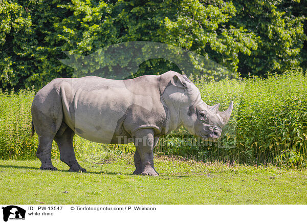white rhino / PW-13547