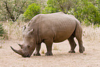 square-lipped rhinoceros