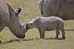 square-lipped rhinoceros