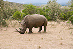 square-lipped rhinoceros