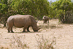 square-lipped rhinoceros