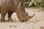 square-lipped rhinoceros