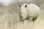 Square-lipped rhinoceros