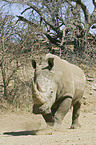 Square-lipped rhinoceros