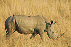 Square-lipped rhinoceros