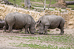 fighting square-lipped rhinoceroses