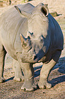 square-lipped rhinoceros