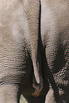 white rhinoceros tail
