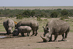 white rhinoceroses