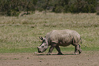 young white rhinoceros
