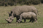 white rhinoceroses