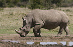 white rhinoceros