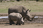 white rhinoceroses