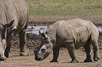 white rhinoceroses