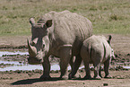 white rhinoceroses