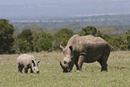 white rhinoceroses