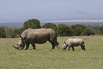 white rhinoceroses