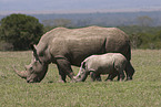 white rhinoceroses