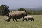 white rhinoceroses