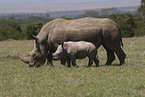 white rhinoceroses