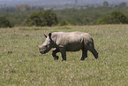 young white rhinoceros