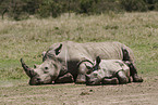 white rhinoceroses