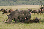 white rhinoceros and cape buffalos