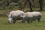 white rhinoceroses