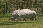 white rhinoceroses