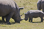 white rhinoceroses