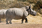 square-lipped white rhinos