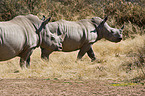 square-lipped white rhinos