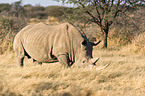 square-lipped white rhino