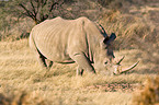 square-lipped white rhino