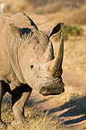 square-lipped white rhino