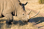 square-lipped white rhino