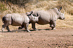 square-lipped white rhinos