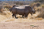 square-lipped white rhinos