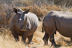 square-lipped white rhinos