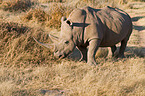 square-lipped white rhino