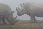 square-lipped rhinos