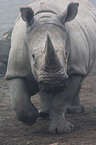 square-lipped rhino