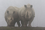 square-lipped rhinos