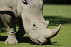 square-lipped rhino