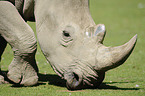 square-lipped rhino