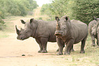 white rhinoceroses