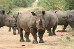 white rhinoceroses