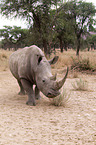 square-lipped rhino