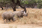 square-lipped rhinos