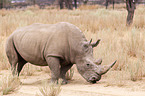 square-lipped rhino
